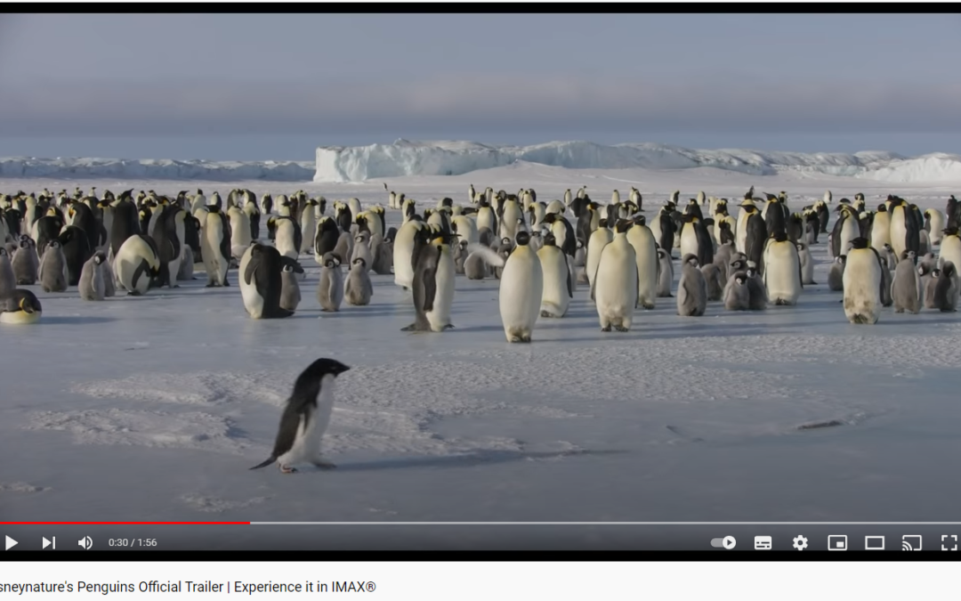 Les manchots : une vie à risque
